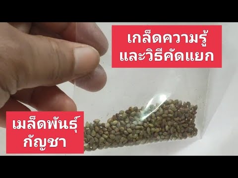 วิธีคัดแยกเมล็ดพันธุ์กัญชา - อาชีพสร้างรายได้channel