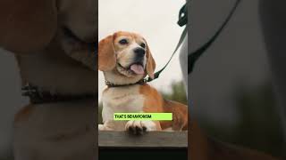 Behaviorism vs Cognitivism vs Constructivism Explained in 60 Seconds