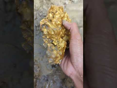 The river still contains a lot of large gold #goldhunter #minergold #gold