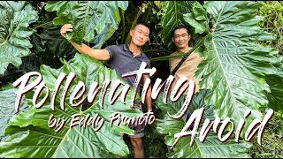 Pollinating a Philodendron / Thaumatophyllum With @Eddy_pranoto18