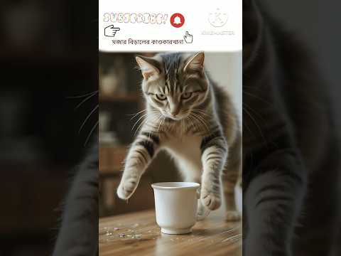 মজার বিড়ালের কাণ্ডকারখানা : #CatComedy#FunnyCats#BengalCats#CatAdventures