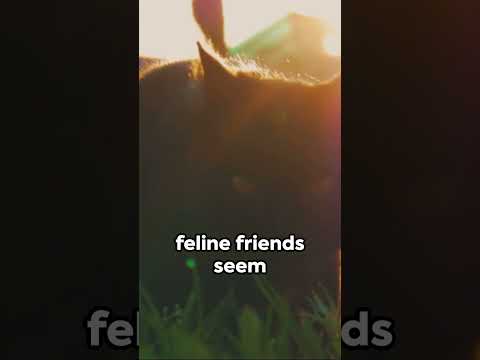 #solareclipse2024 effect on #animals
