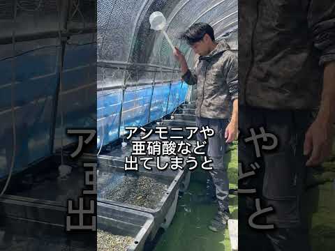 足し水の落とし穴のご紹介です！屋外飼育の盛んな時期になりますのぜひ参考にしてください#ビオトープ#メダカ#アクアリウム