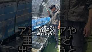 足し水の落とし穴のご紹介です！屋外飼育の盛んな時期になりますのぜひ参考にしてください#ビオトープ#メダカ#アクアリウム