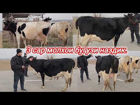 7-ФЕВРАЛ 3.САР МОЛХОИ БУГУЗИ НАЗДИК ЭЛИТА ЗОТИ ШИРИ ХУДИ ХОЗИР