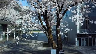 ドローン空撮｜八王子キャンパスは桜が満開です！｜工学院大学