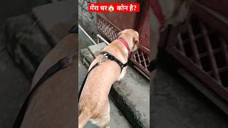 #doglovers #shorts #shortvideo #viral #puppyvideos #labrador #geetakumari