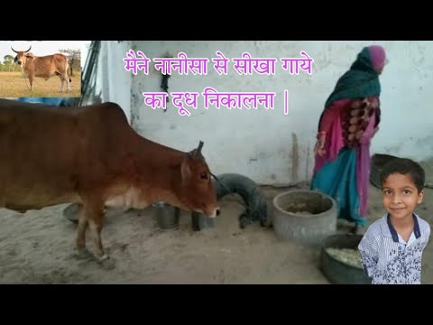 मैने नानीसा से सीखा गाये का दूध निकालना | गाये का दूध निकालने का आसन तरीका |SURYAVANSH-ISTIC |