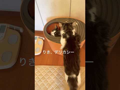 ママのトイレをのぞくリキ#親子猫#母猫#猫トイレ#ノルウェージャンフォレストキャット