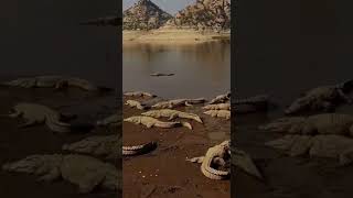जवाई बांध राजस्थान ।घड़ियालjavai Dam rajsthan। jawai bandh Sumerpur view #shorts