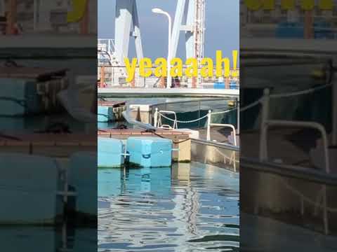 シロイルカの心の声【Hakkeijima SEAPARADISE】