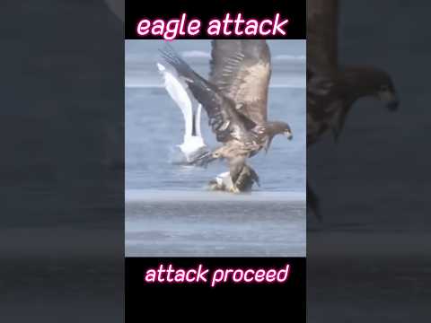 Eagle attack when fish#trending #animals #eagle #fish #attack
