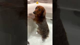 Dog Farts in Tub and Couldn’t Care Less 😂🛁💨