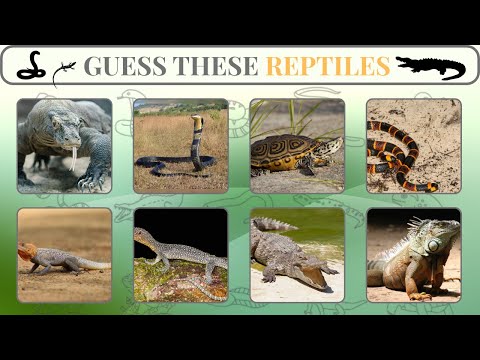 Only 1% Can Name All These Reptiles – Are You One of Them?