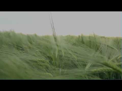 Serenity of Nature: Immersive Real Nature Sounds for Relaxation #nature #life #motivation #youtube