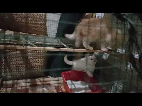 miki and moko my cute cat