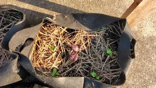ELEVATED RAISED BED UPDATE/GROWING GREENS /PEST CONTROL