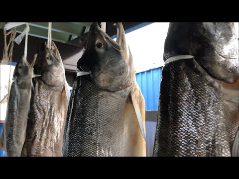 旨味が違う！鮭の山漬けの仕上げ方の巻き