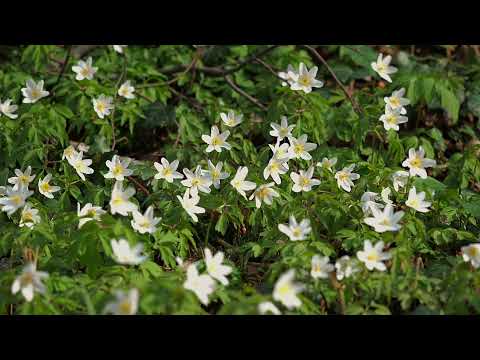 Spring Ambiance with Meditation Music for Relaxing, Focusing and Studying II Bird and Garden Sounds