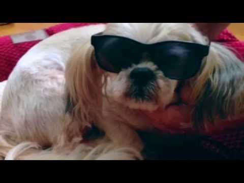 Better Vision  Cool Dogs