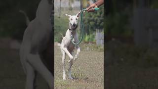 🥵Kanni dogs❤️#shortvideo #shortsfeed #trKanniending #viralvideo #shorts #short #viral #animals #dog