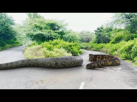 Tracking the Biggest Anaconda Snake in the Amazon