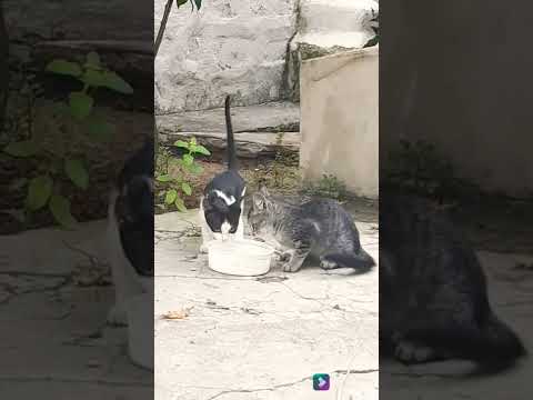 குட்டிபுலி பரம்பரை | Kuttipuli family | pet cats | #shorts #petcats #kuttipuli