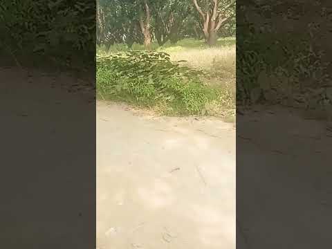 Chala dhan karte ho tum #bhojpuri #dance #music #dj