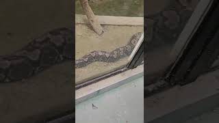 Python #python #pythonshortvideo #pythonsnake #fyp #shortvideo