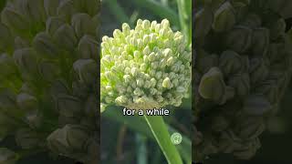 Save seeds from Bolted Onions