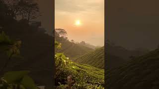 "Golden hours in paradise 🌟 Explore Munnar's lush tea gardens and witness the stunning sunset!"