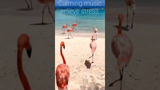 Relaxation #antistress #beautifulnature  #meditativemusic