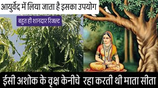 अशोकवाटिका में अशोक के पेड़ के नीचे बैठी थी माता सीता अशोकका पेड़ है आयुर्वेद में बहुत महत्व#ayurved