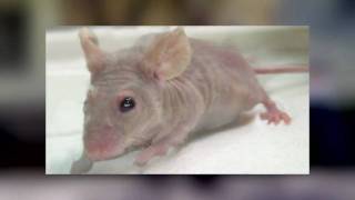 Science Today: Reversing Aging | California Academy of Sciences