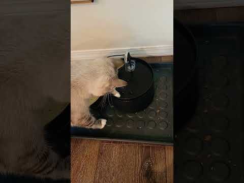Cat and her fountain #cat #kitten #catvideos #fountain #catfountain