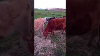 Cows enjoying Hay