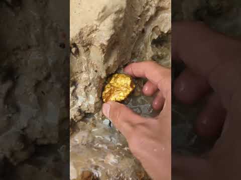 a miner gets a gold nugget #goldhunter #golddiscovery