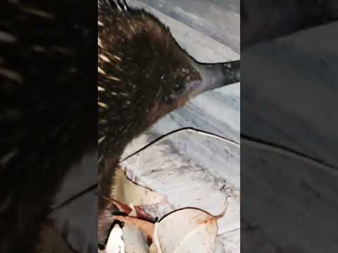 Cute echidna encounter! #wildlife #Australia #cute #animals