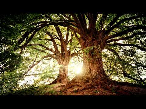 Meditation and Relaxing with Nature Spring Forest Sounds