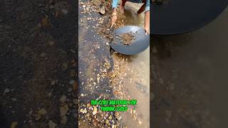 #goldrush 2025 How much gold can I recover from black sand? #goldmining #goldpanning