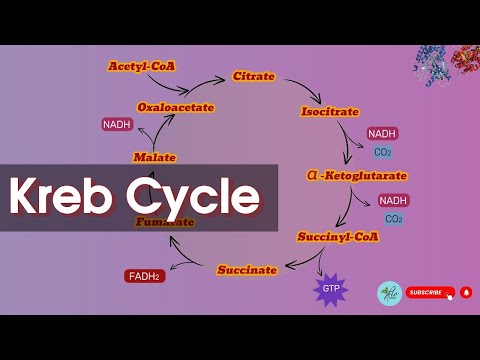 Kreb Cycle|| Kerb cycle Explanation || TCA cycle