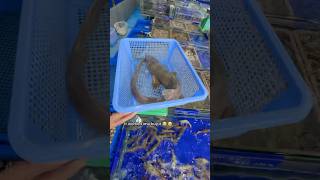 Buying The World’s Rarest Seafood