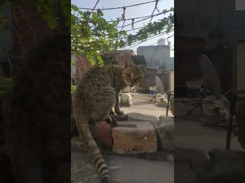 #cat #cute #viralshorts