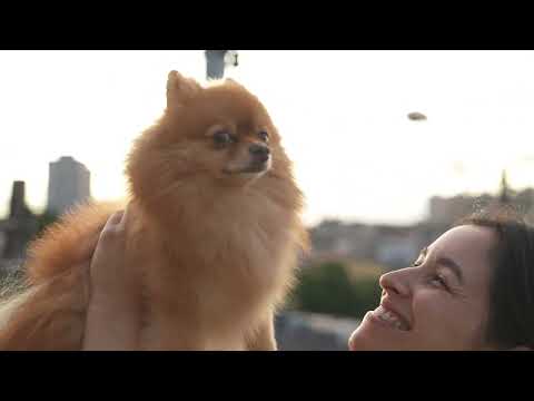 “Mindful Moments: 13 Minutes of Puppy Serenity”