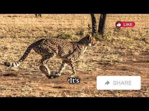 The Fastest Animals on Earth | Avery Bliss