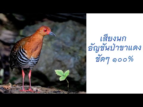 เสียงนกอัญชันป่าแข้งแดง Red-legged Crake Rallina fasciata 2021 ชัดๆ