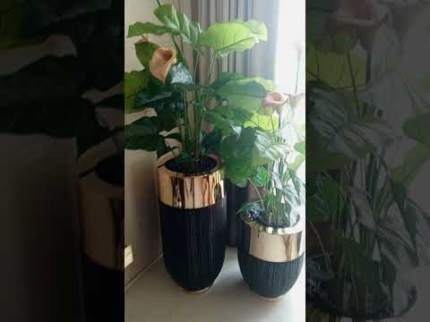 #travel #plants