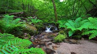 Mystical Nature Sounds, Birds Singing, Stream in the Beautiful Green Forest