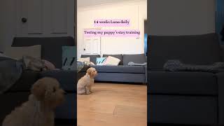 Testing my puppy’s stay training #dogtraining #puppytraining #dogtricks #cutedog #puppylife