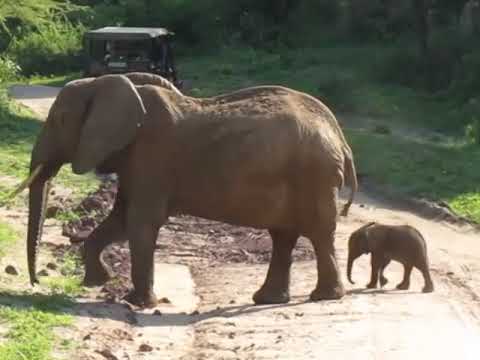 Baby elephant crossing the road...